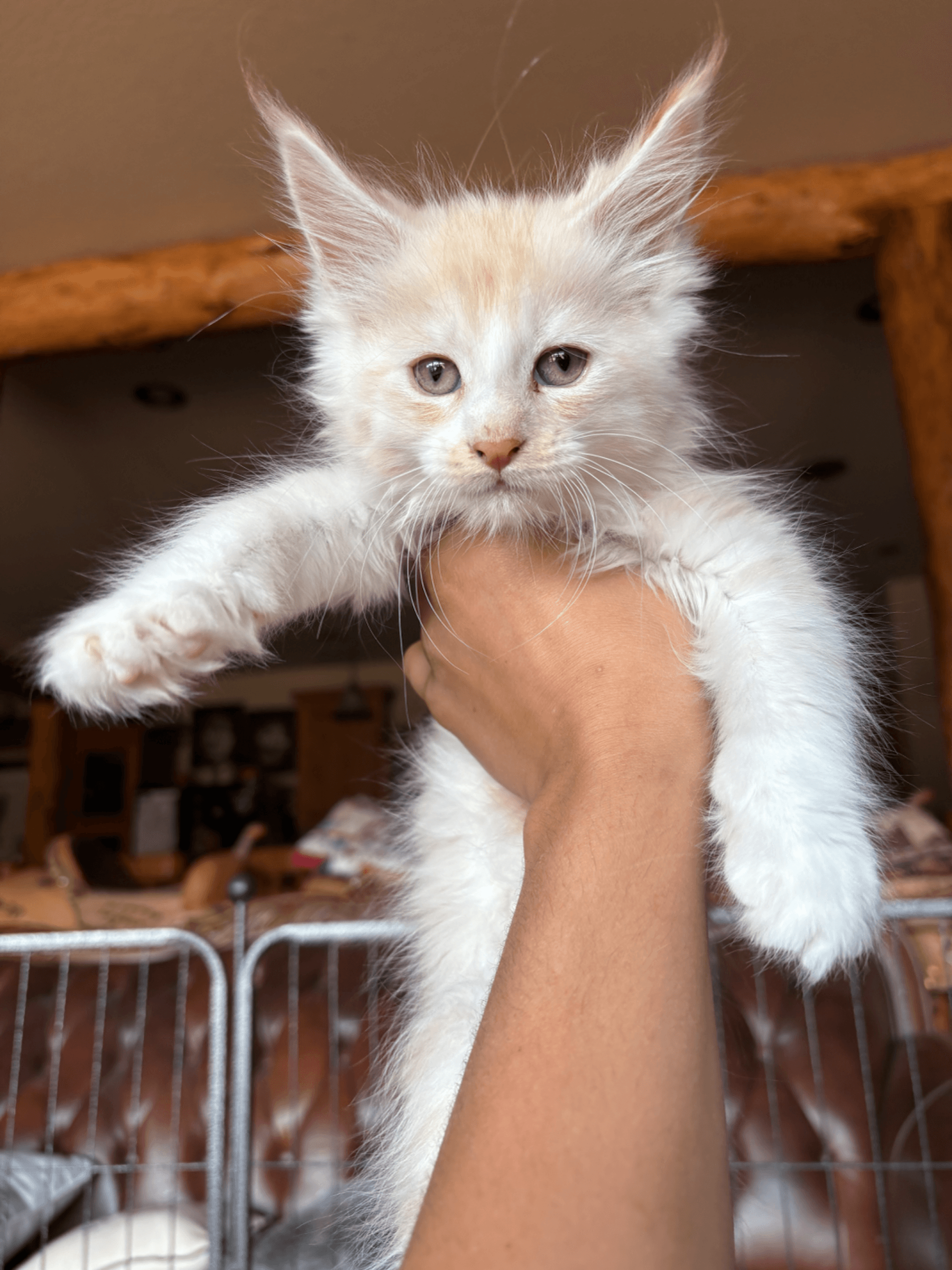 Nimbus