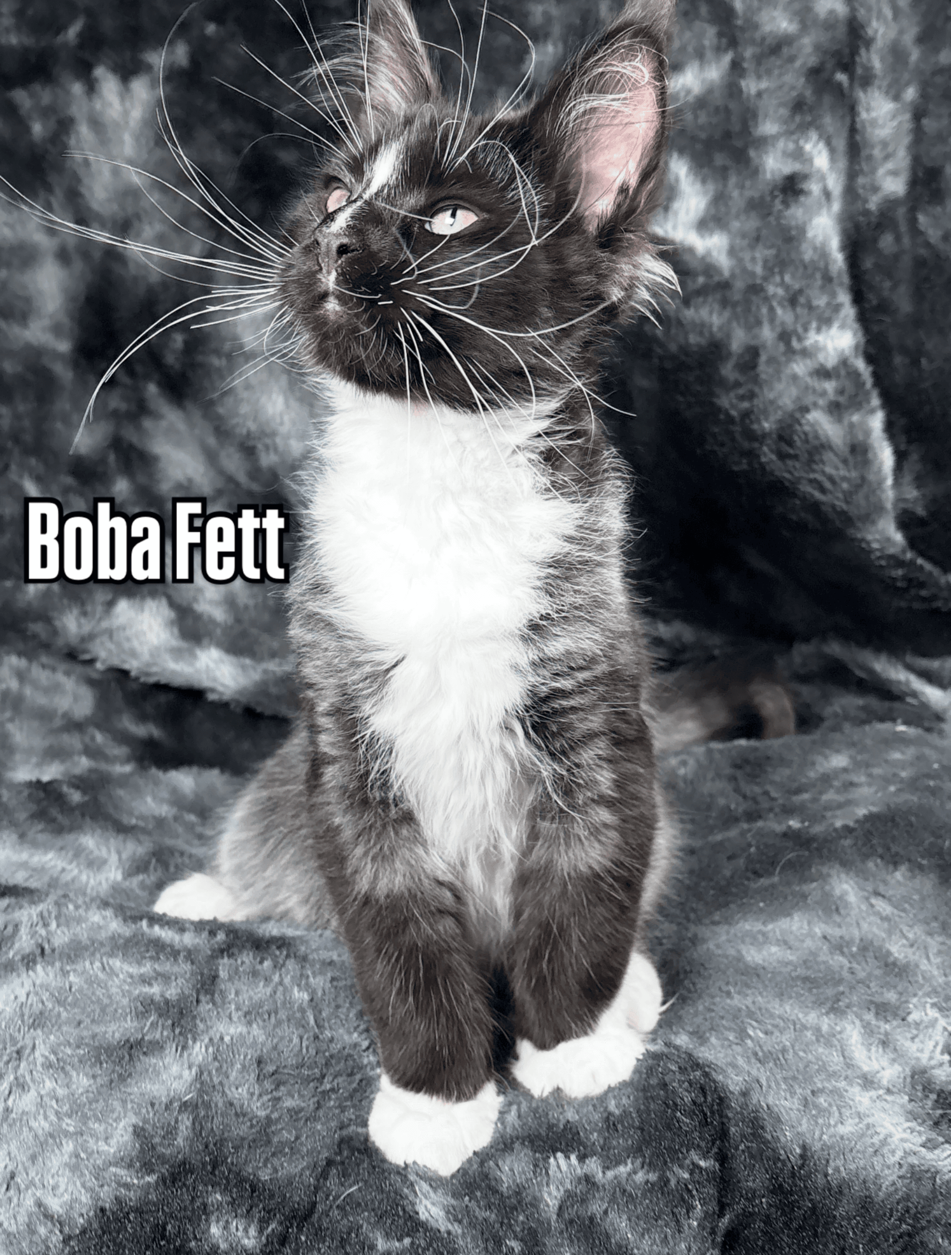 Boba Fett
