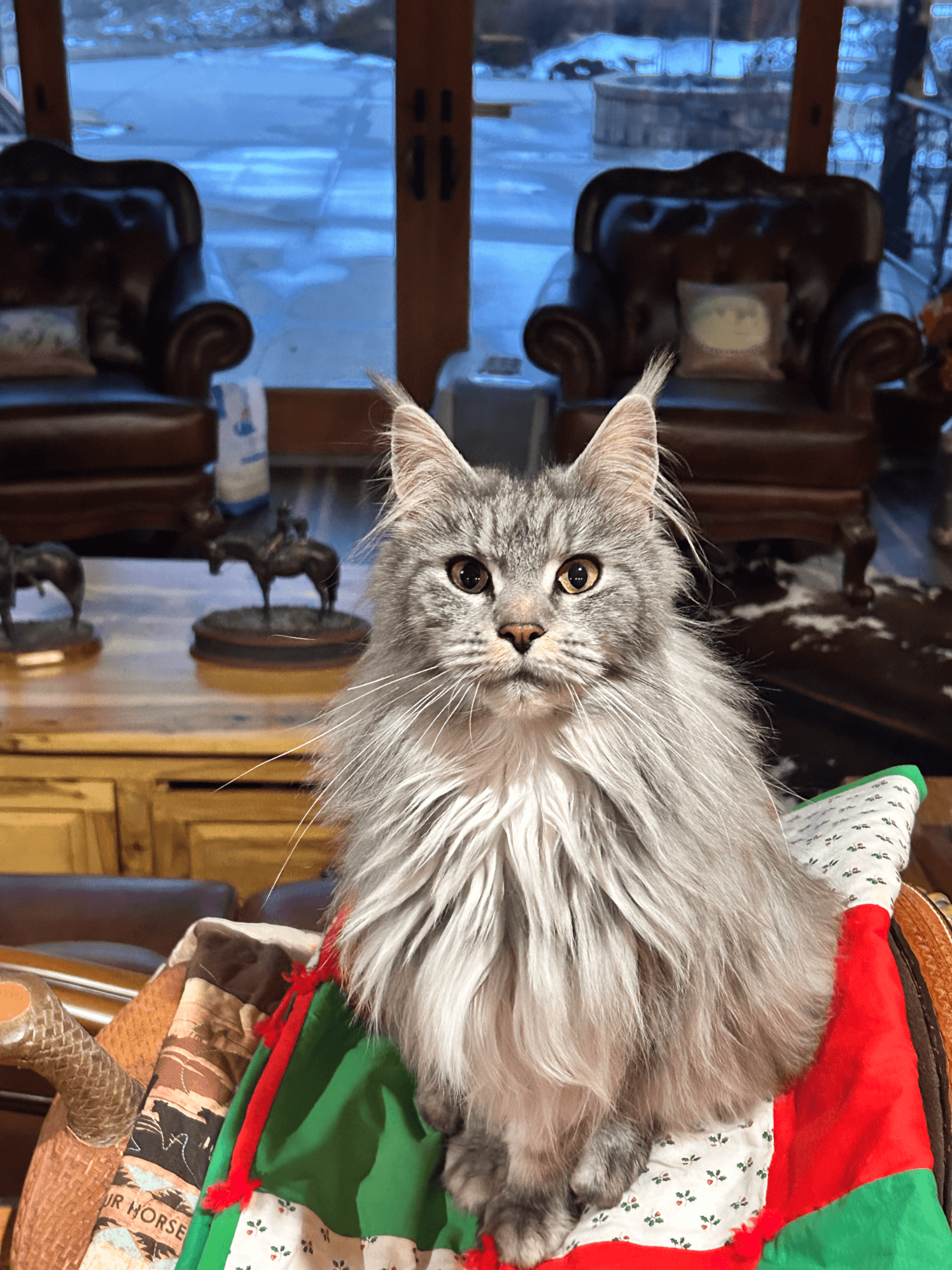 CoontasticPaws Runa of TopHatCat - Photo 2 of 3