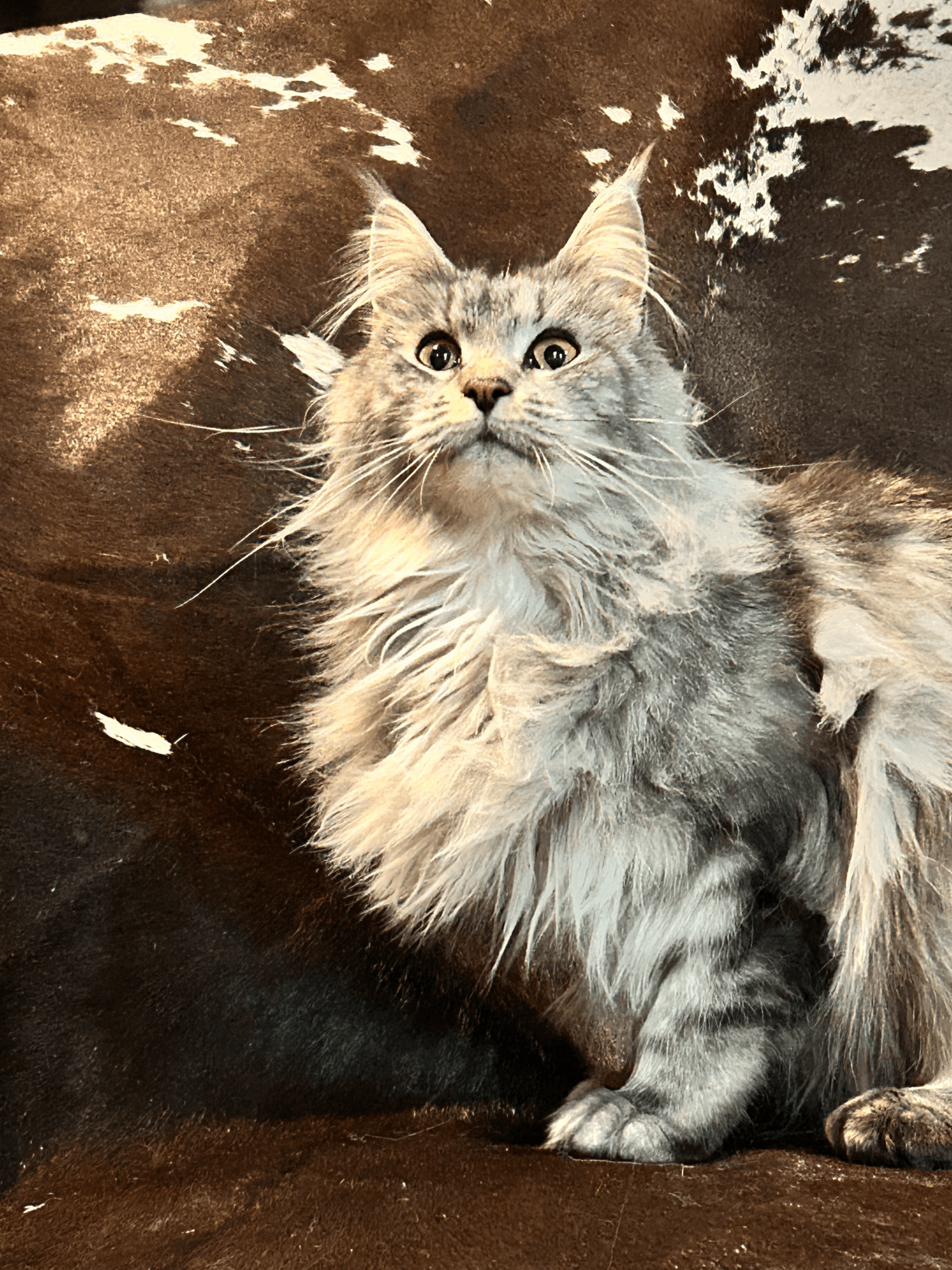 CoontasticPaws Runa of TopHatCat - Photo 3 of 3