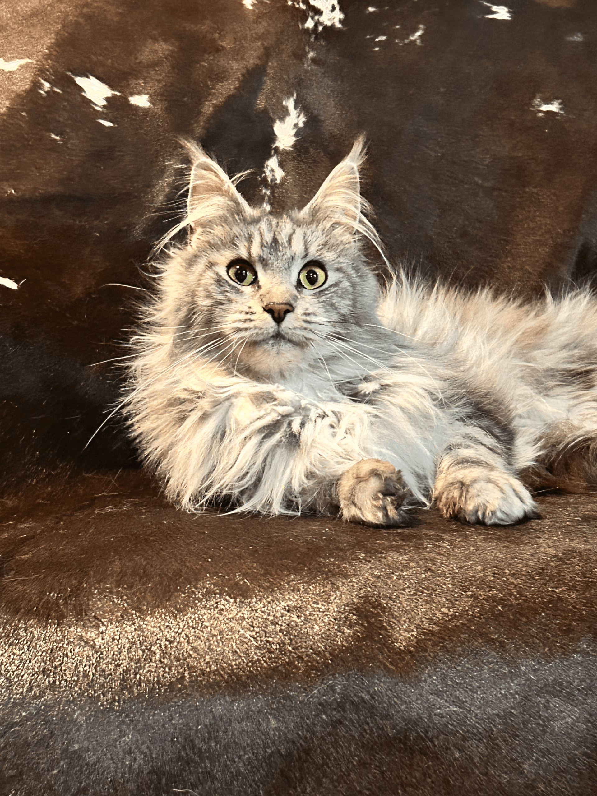 CoontasticPaws Runa of TopHatCat - Image 1