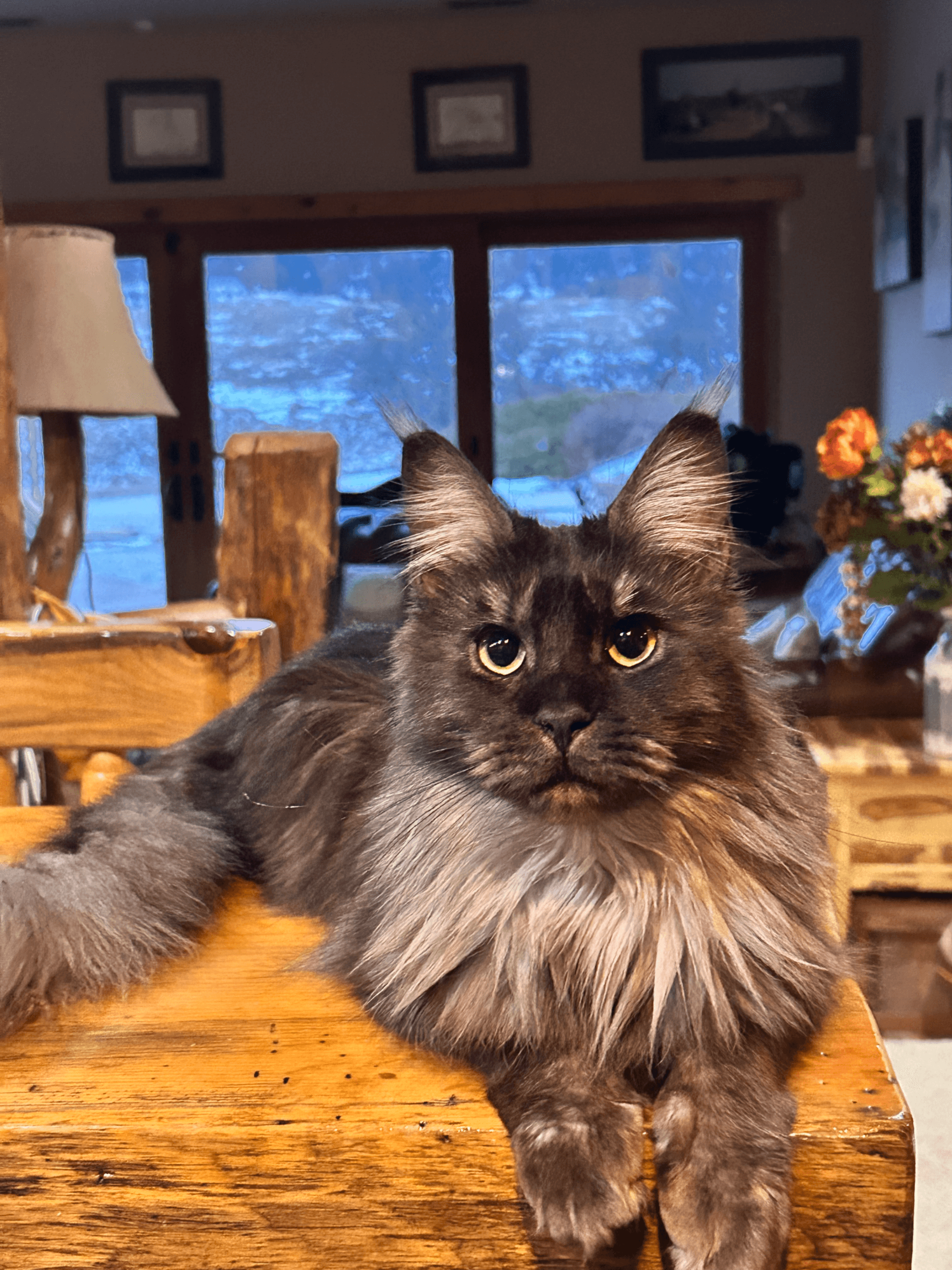 TopHatCat Boo of Whiskerly - Photo 2 of 4