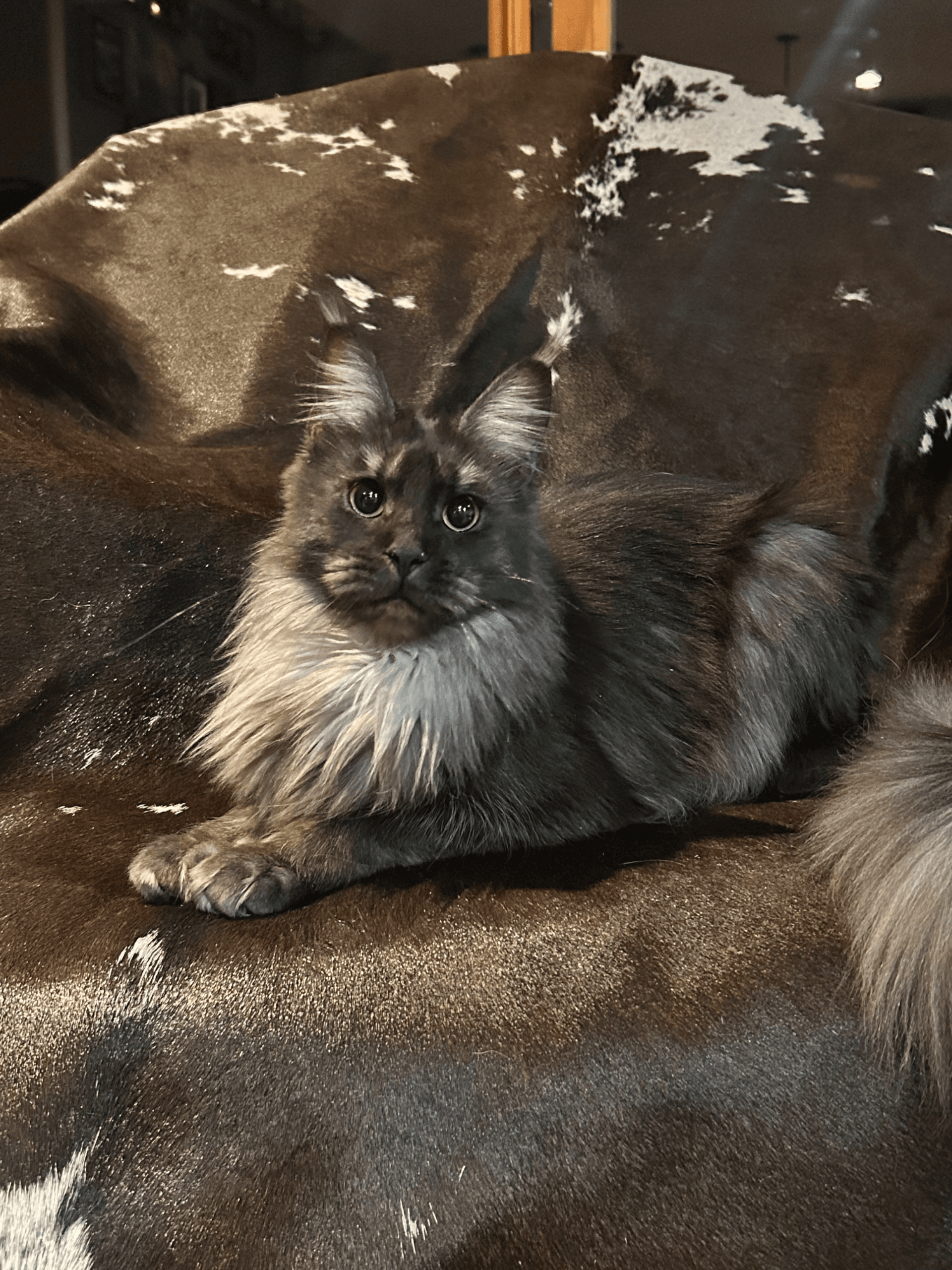 TopHatCat Boo of Whiskerly - Image 1