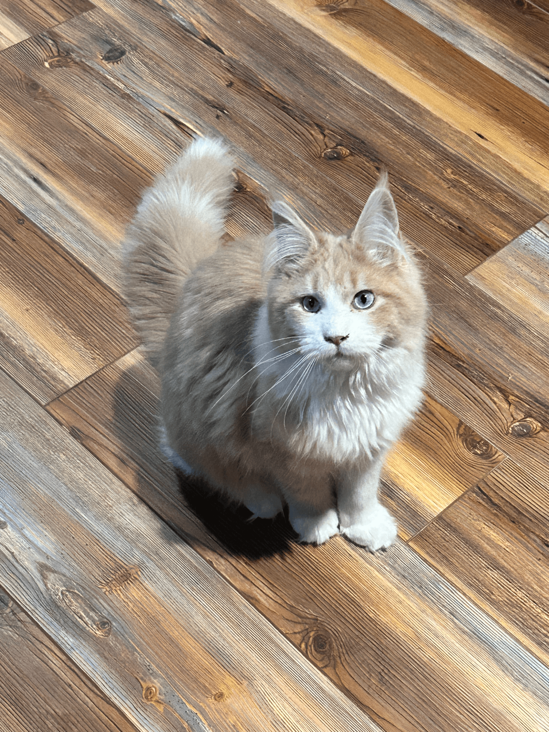 TaterTotCoons Clemi of Whiskerly - Image 1