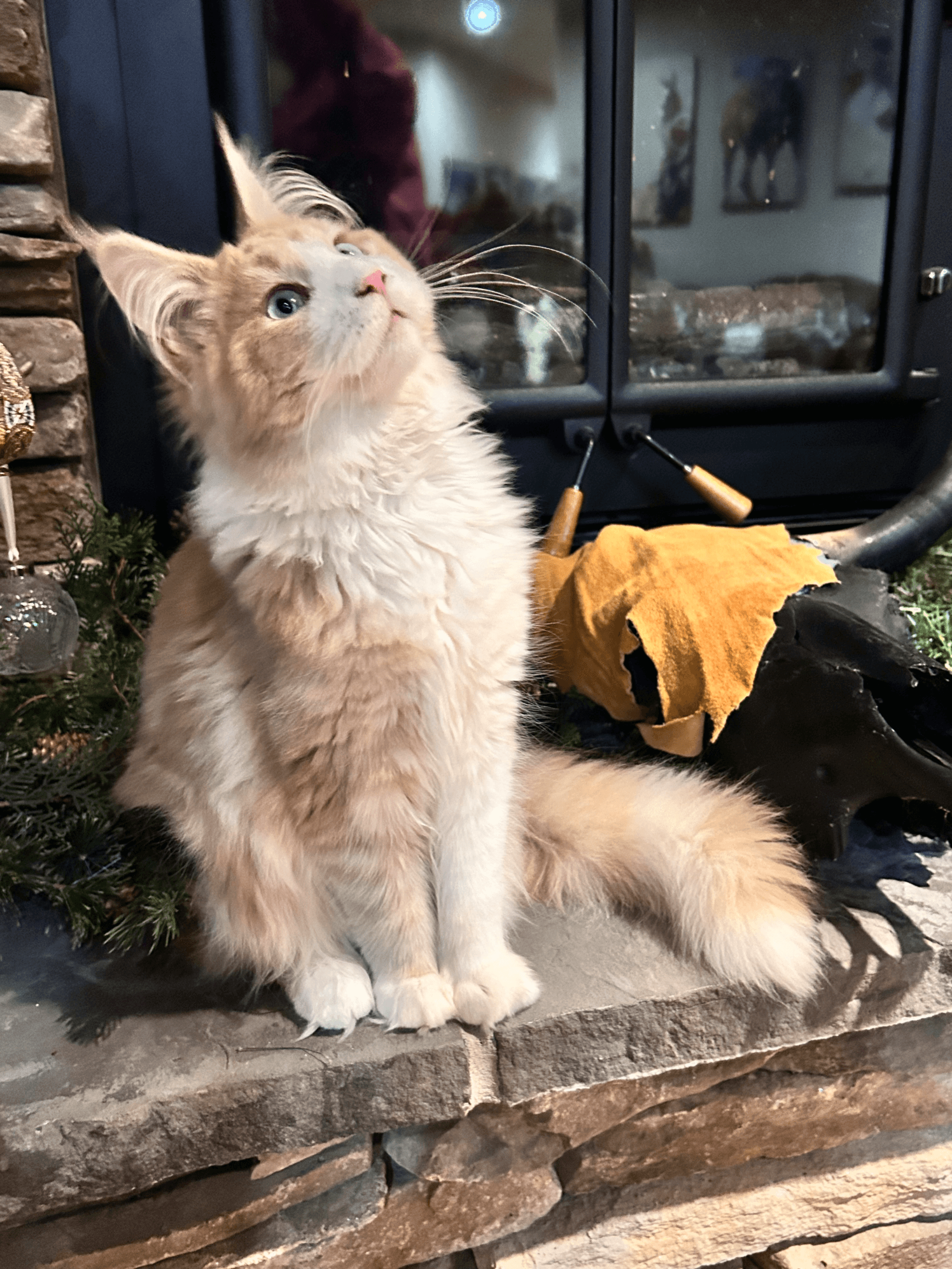 TaterTotCoons Clemi of Whiskerly - Photo 3 of 3