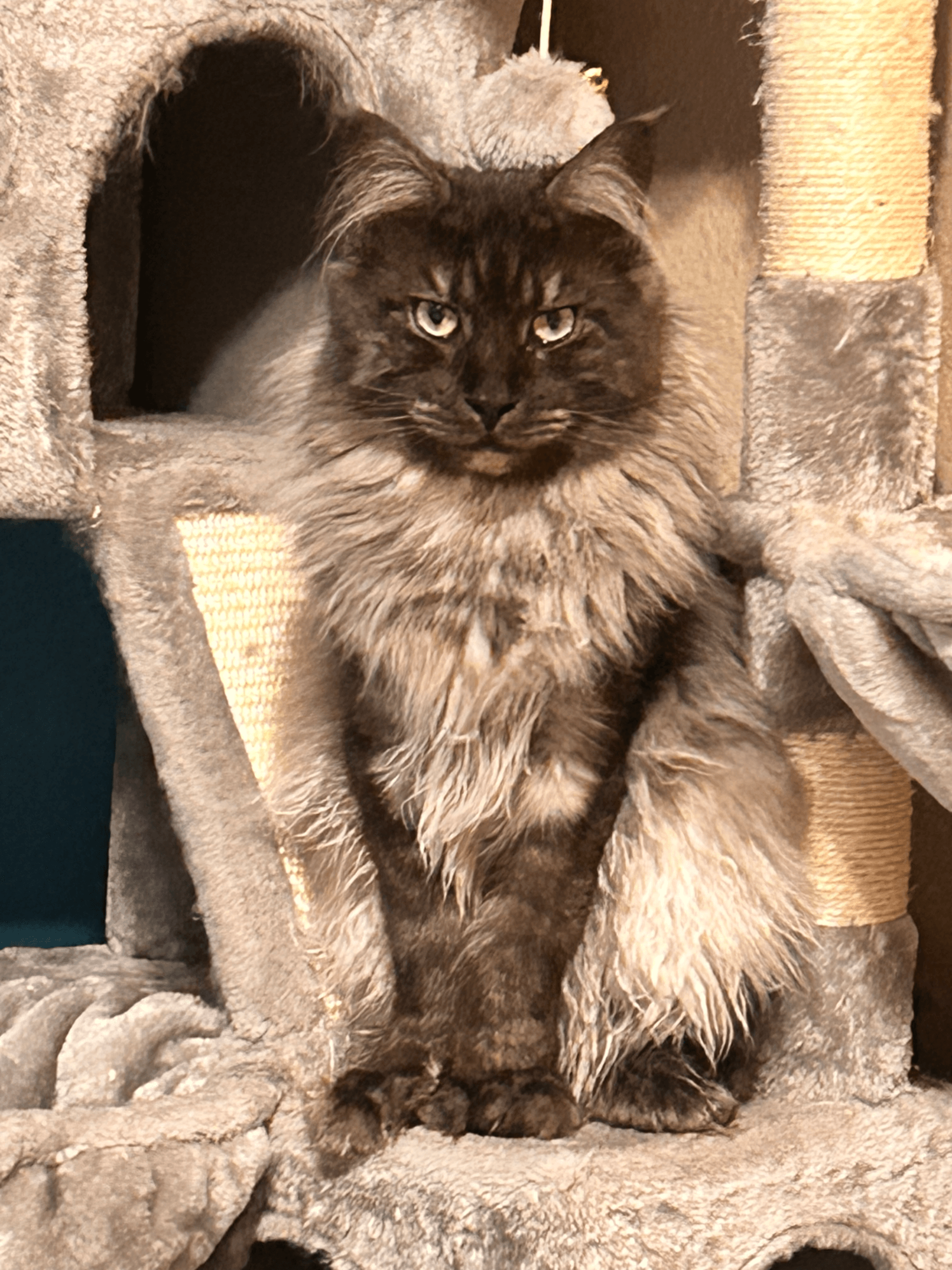 TopHatCat Bentley of Whiskerly - Image 1