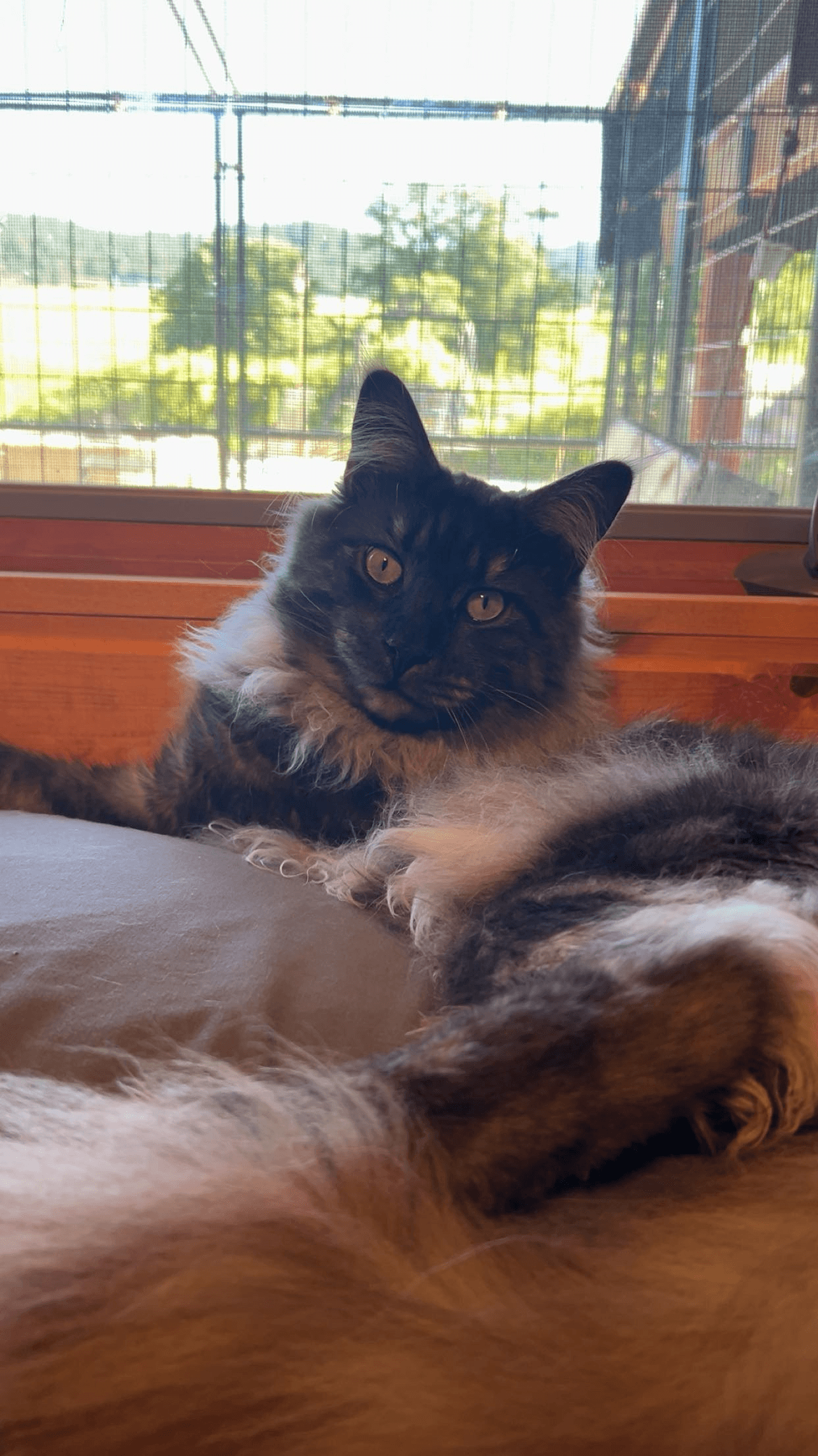 TopHatCat Bentley of Whiskerly - Photo 2 of 4