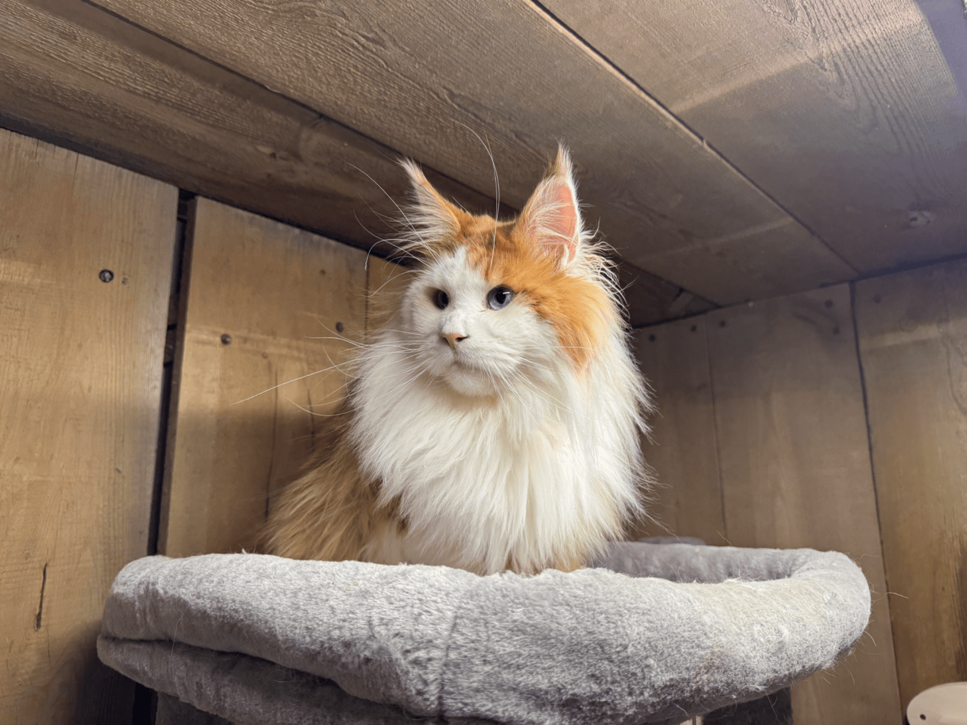 CCC4Cattery Jack Frost of TaterTotCoons