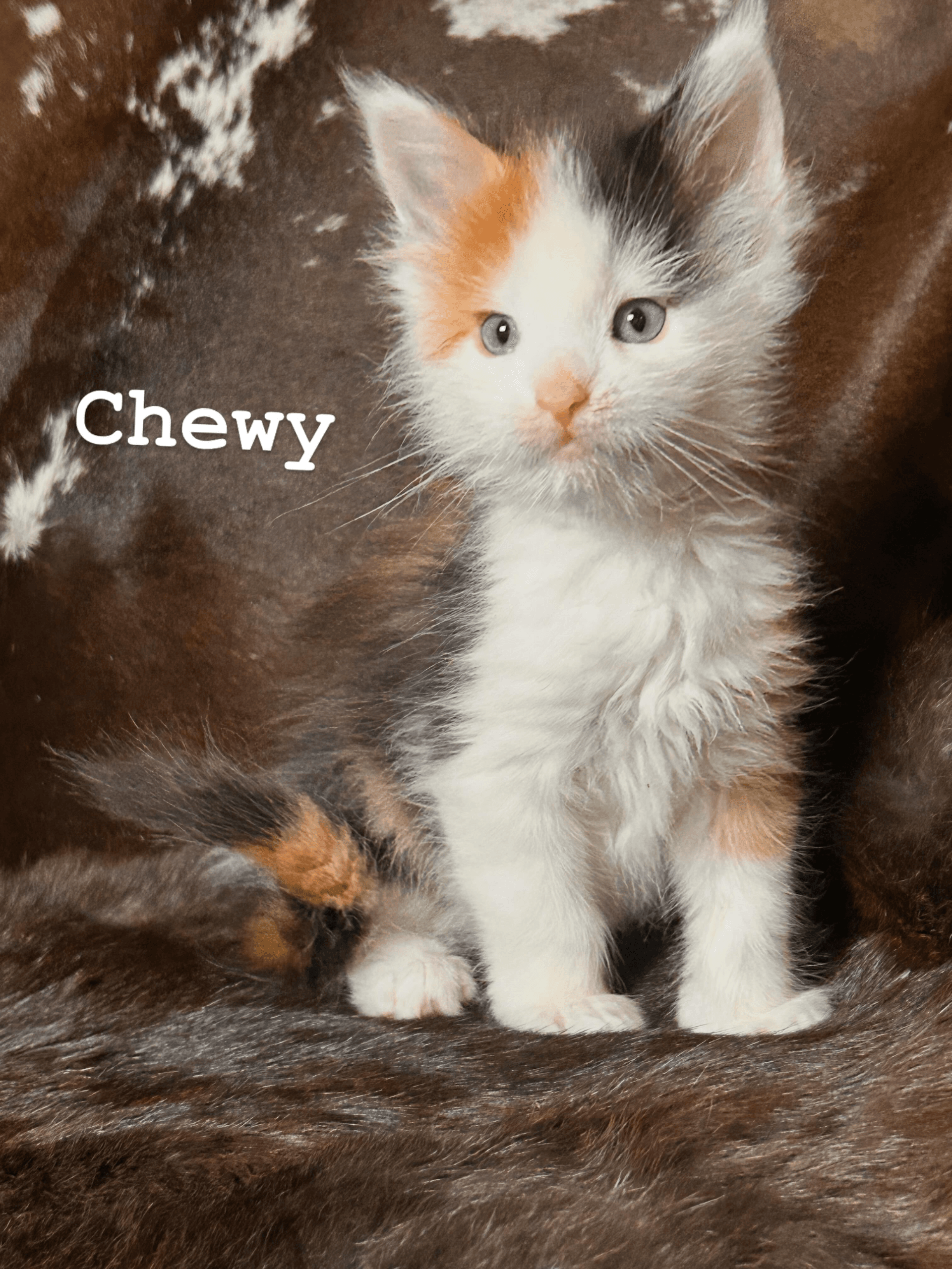 Chewy