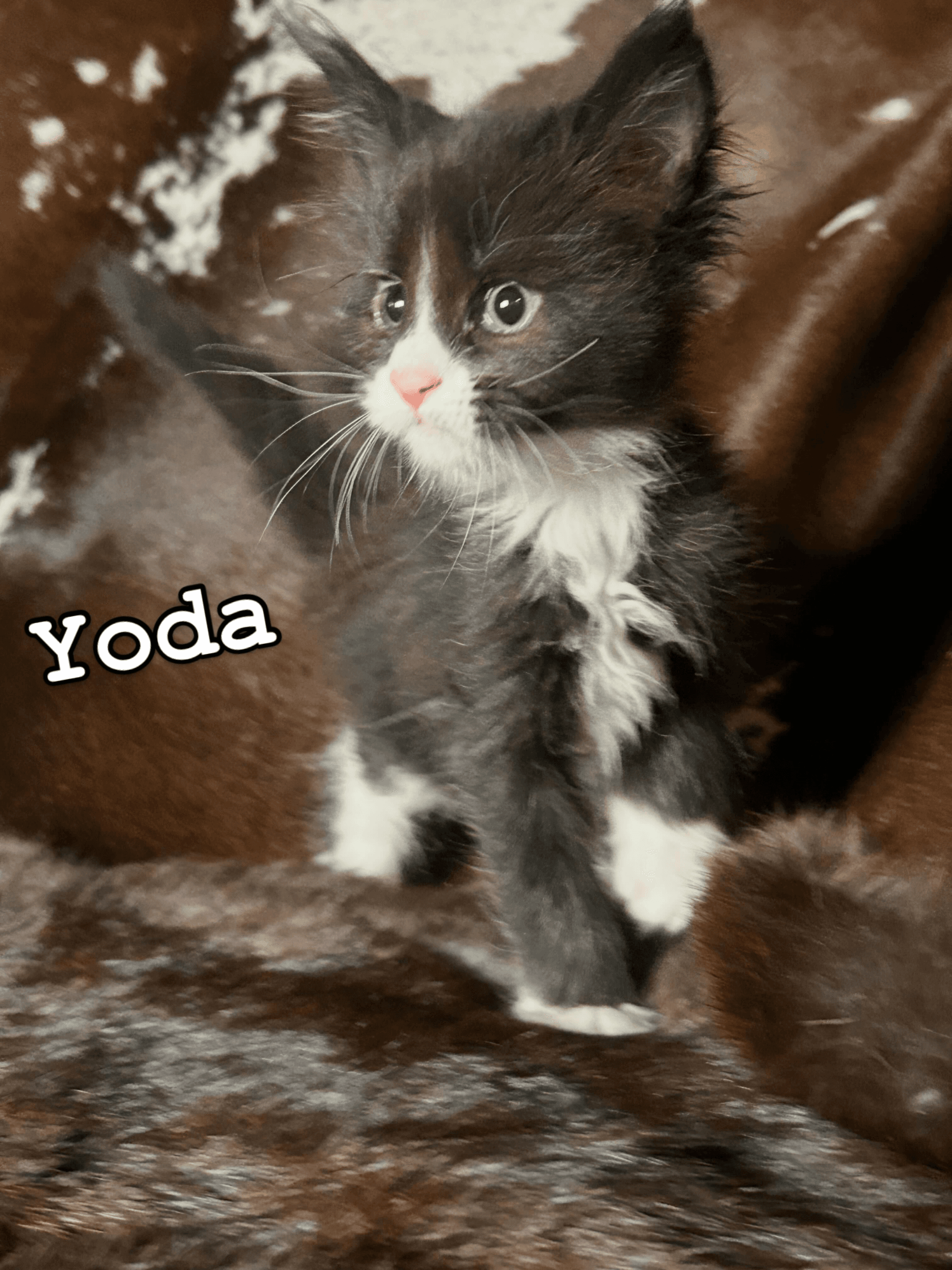 Yoda