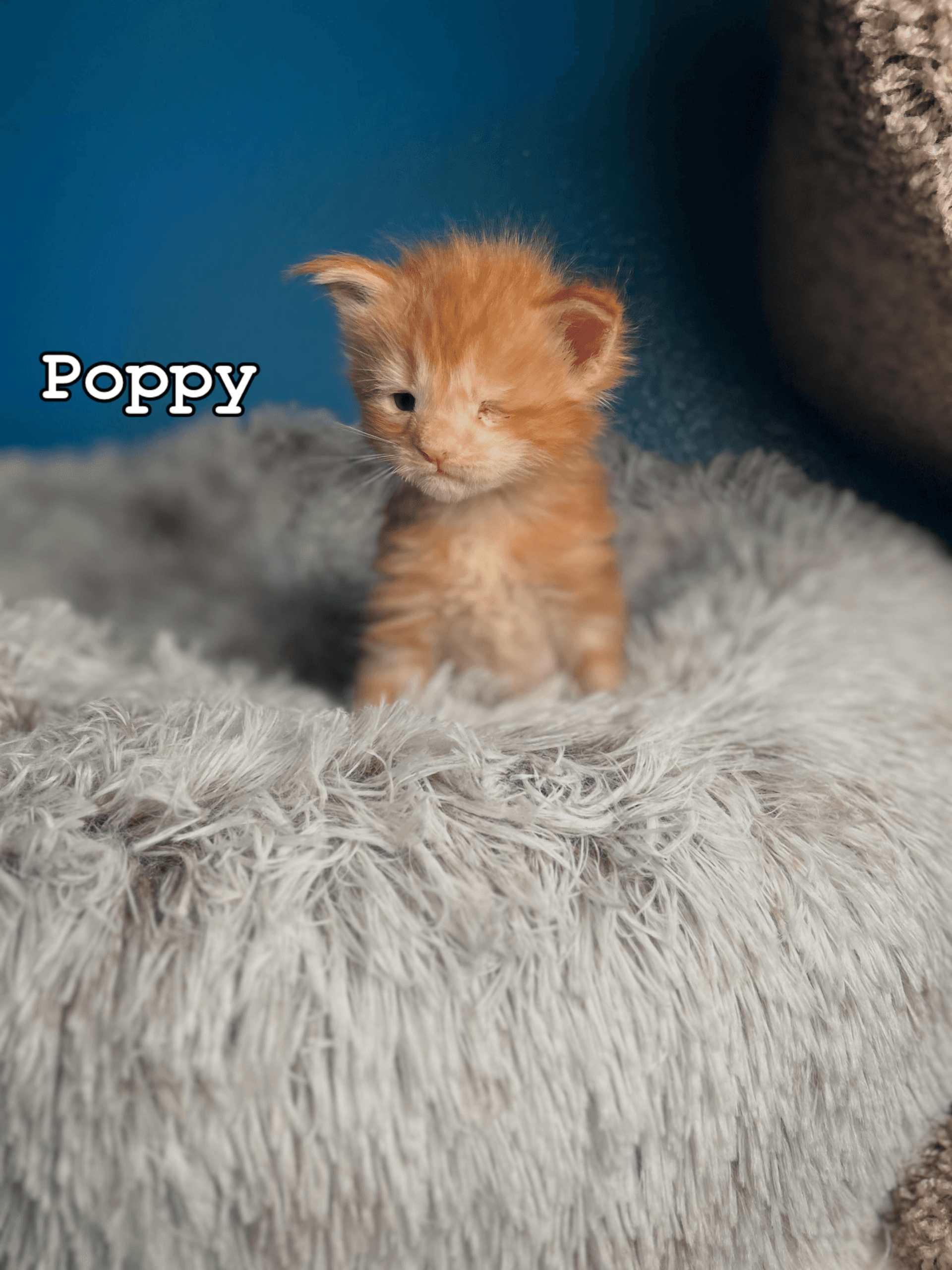 Poppy