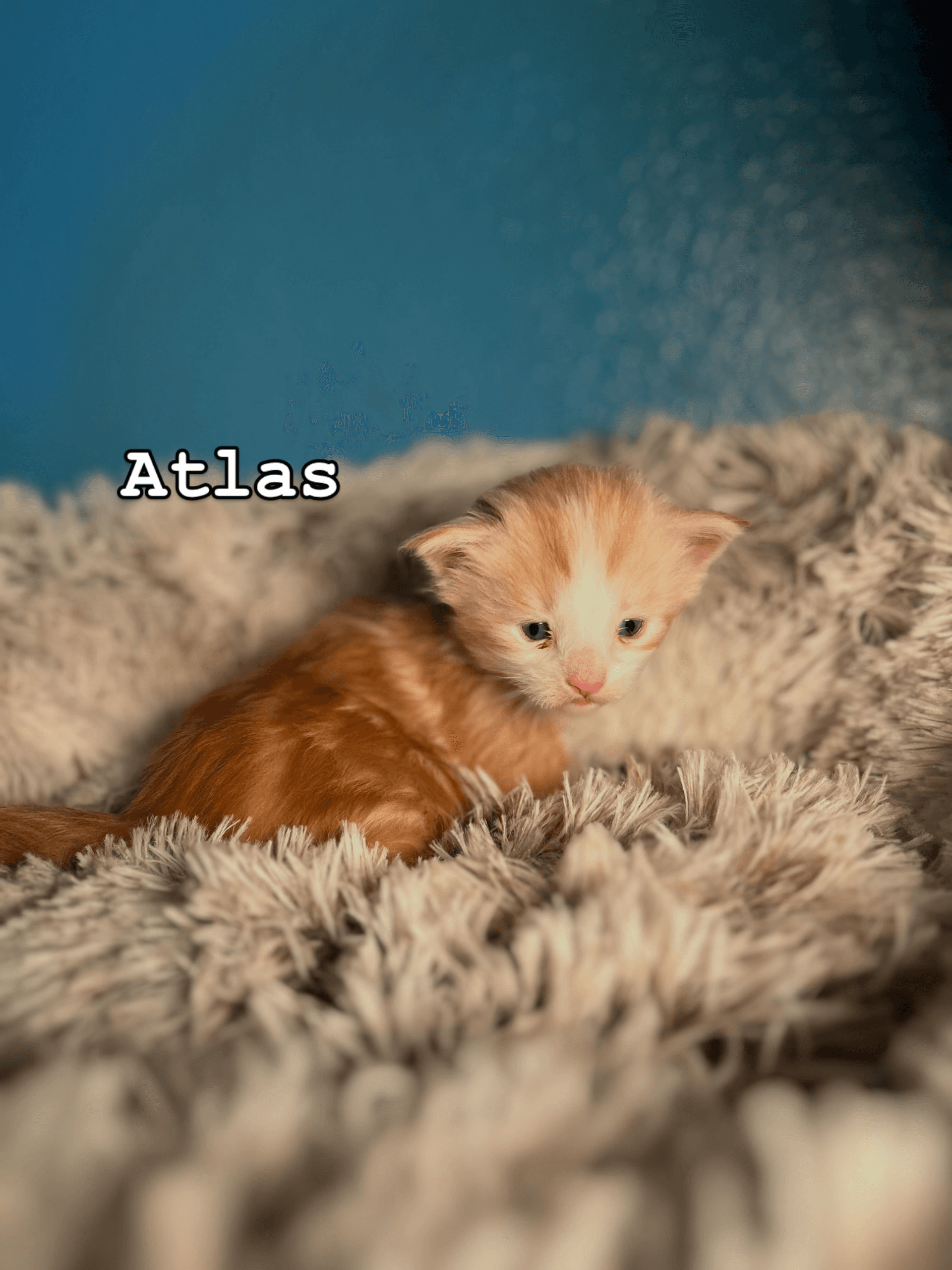 Atlas